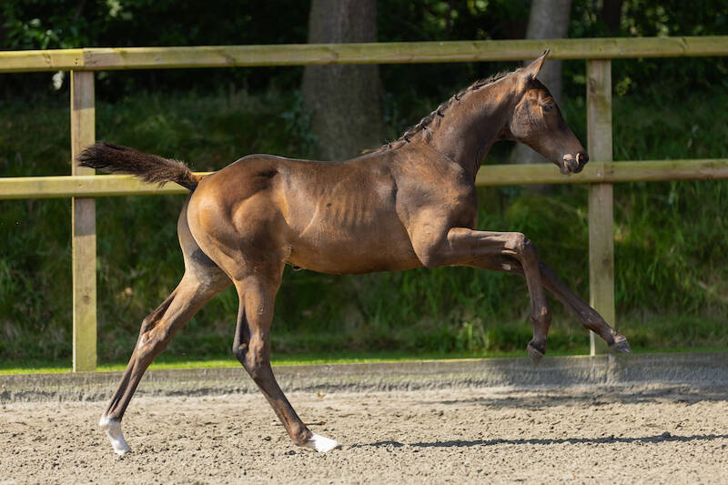 ​StuDutch Auction: Legendary mares within reach