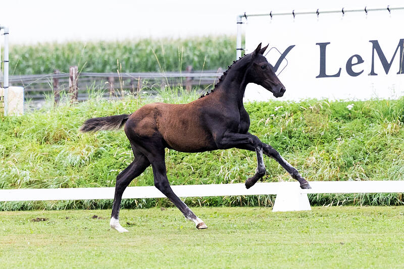 De nieuwe collectie van de derde en tevens laatste editie van de Van Olst Sales Online “The Foal Edition” staat online