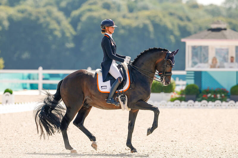 KWPN Magazine | De kracht van Trakehnerbloed in de Nederlandse fokkerij