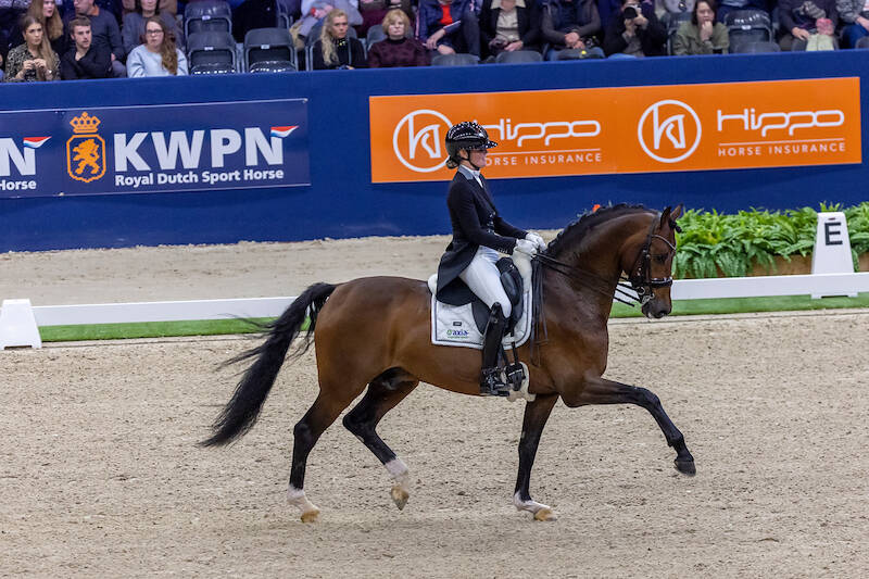 KWPN-hengst In Style wint PSG Subtop Houten