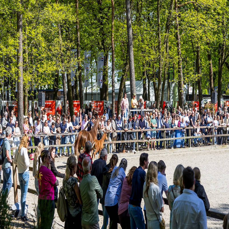 Veulenveiling Prinsjesdag presenteert exclusieve collectie springveulens tijdens CSI Houten