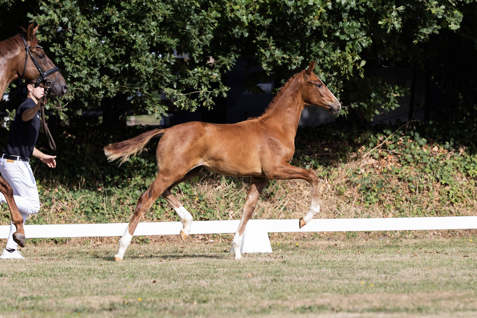 Van Olst presenteert 'The Foal Edition 2025'