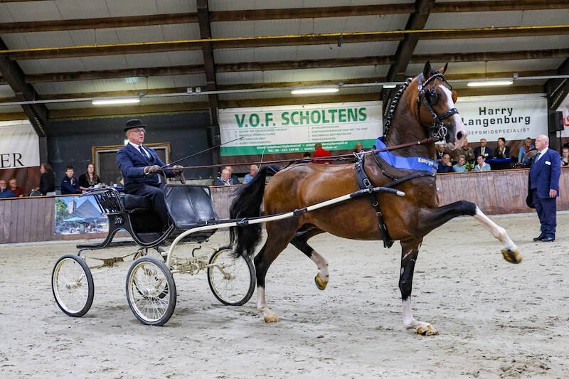 Ronita LXXXIII en Realist van Altrido de beste nieuwelingen in Exloo