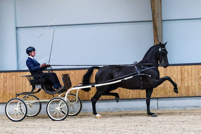 Papiamento hoogste score in IBOP tuigpaard