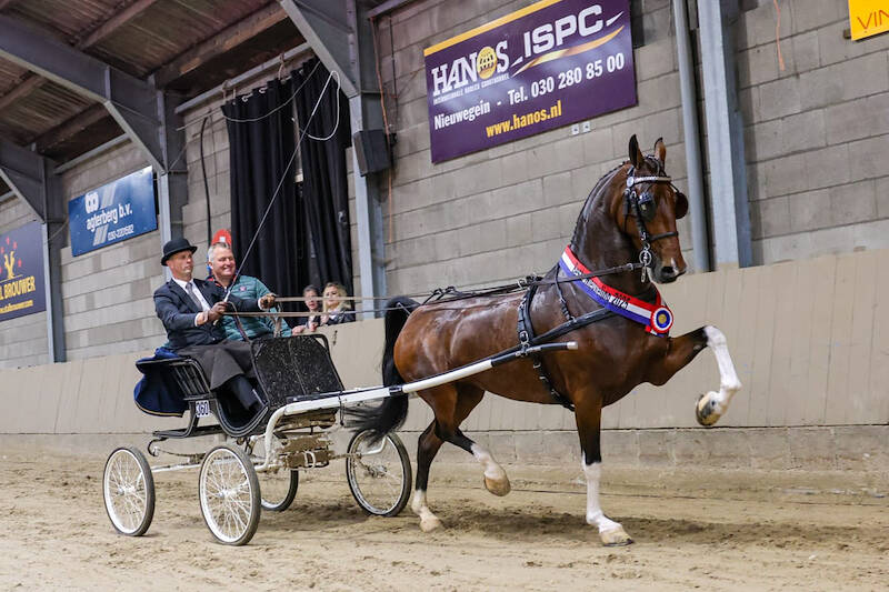 Phaedra-Izolanda (v.Cizandro) beste nieuweling in Houten