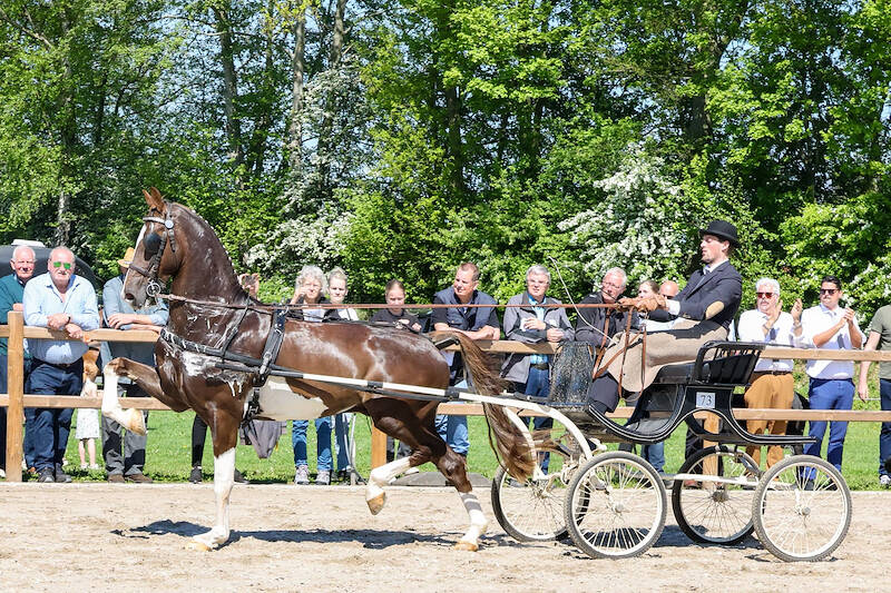 Heliotroop-zoon Platina W beste nieuweling in Raalte