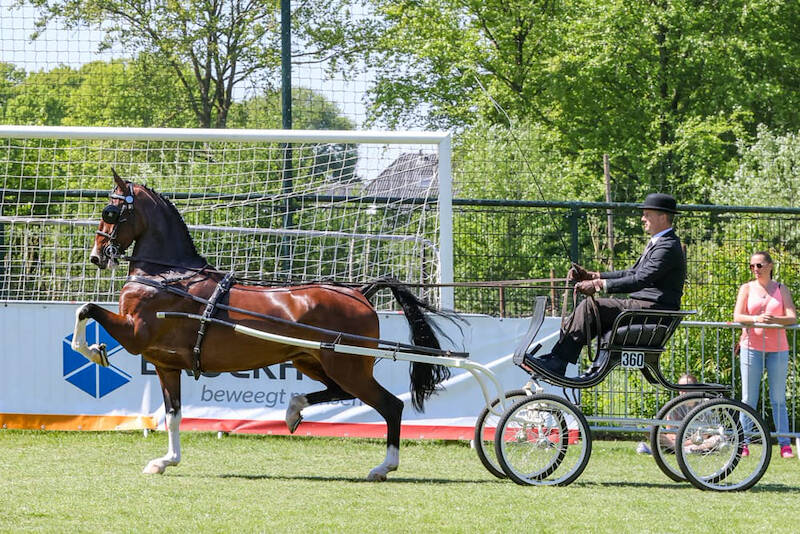 Olympus HS en Phaedra-Izolanda winnaars van CH Doornspijk