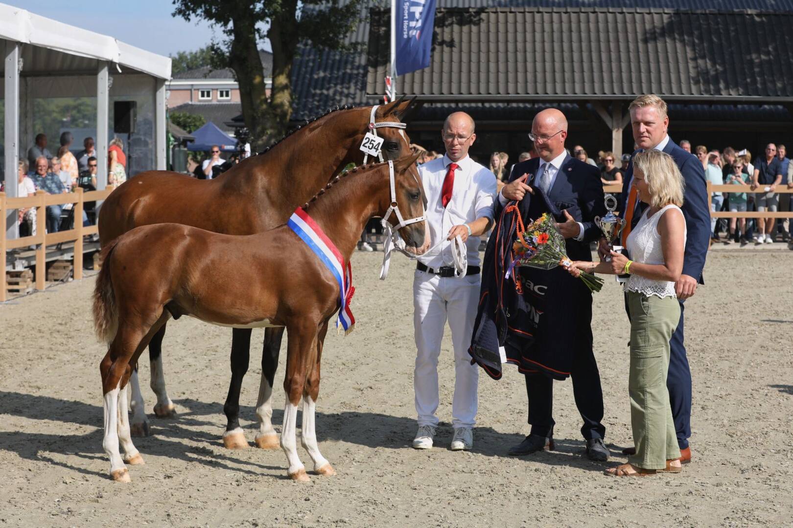 Macho levert in Versneller veulenkampioen