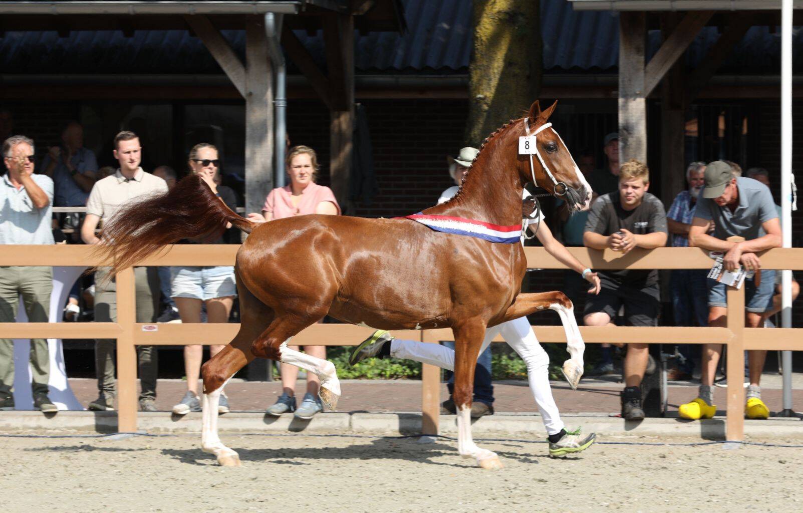 Kampioenslint voor tweejarige Toletta (v.Macho)