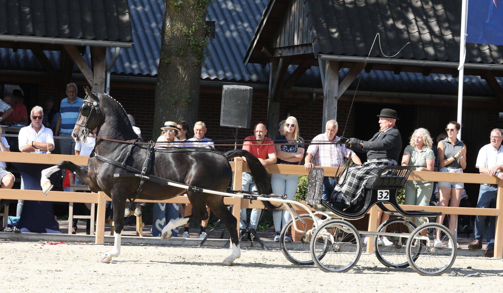 Oberon groots in Westfort Hengstencompetitie