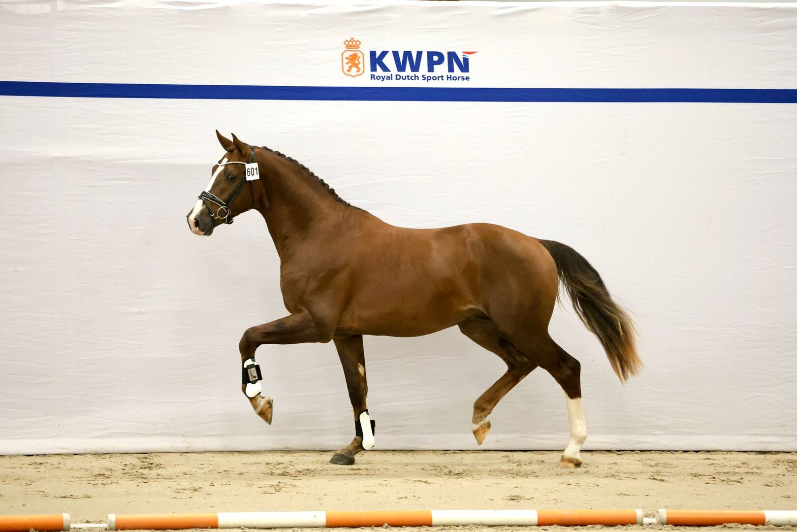 Four Gelder Stallions Selected for ’s-Hertogenbosch
