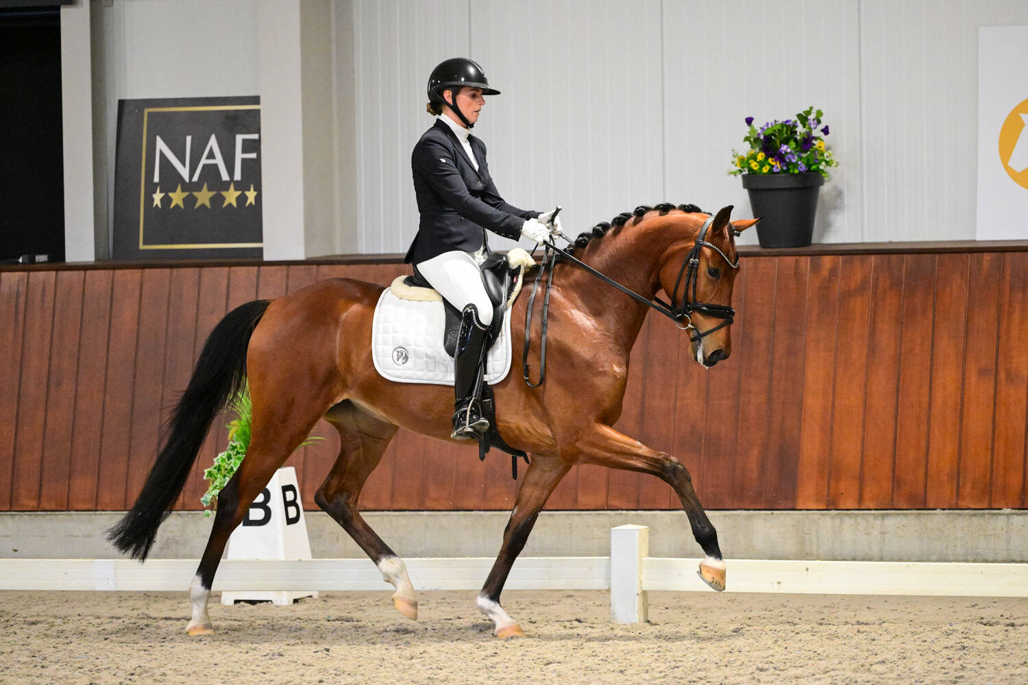 Meerdere elitemerries op KWPN Young Dressage Talents