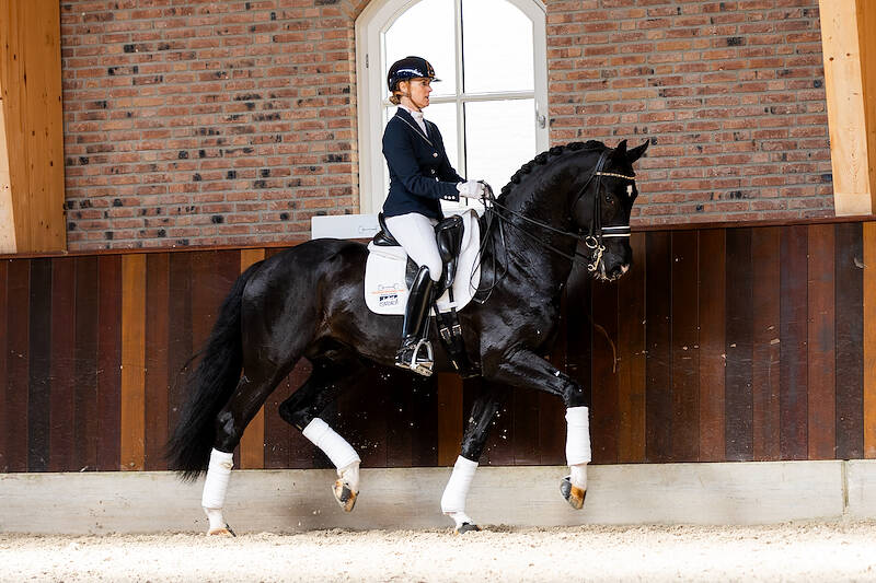 Volledige collectie Excellent Dressage Sales 2025 gepubliceerd