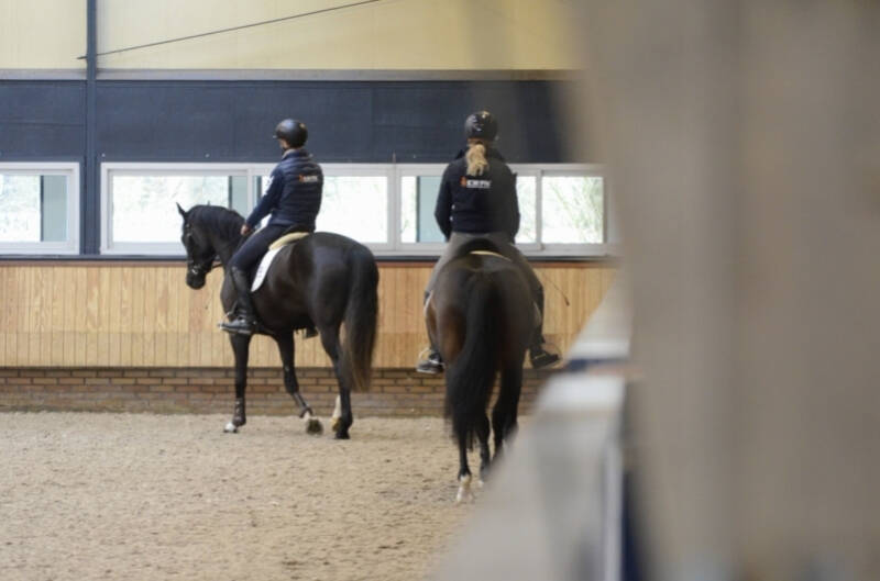 One dressage stallion Leaves KWPN center