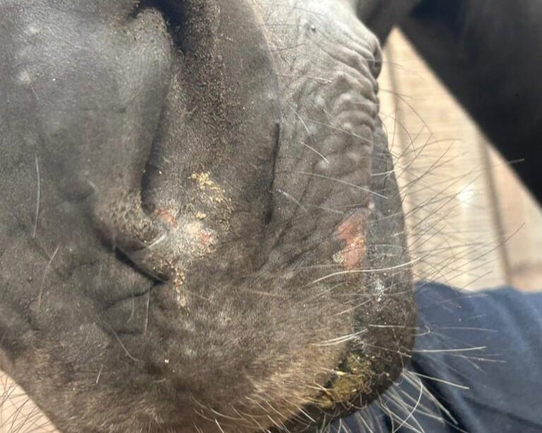 Plekken op de neus bij paarden mogelijk veroorzaakt door een schimmeltoxine