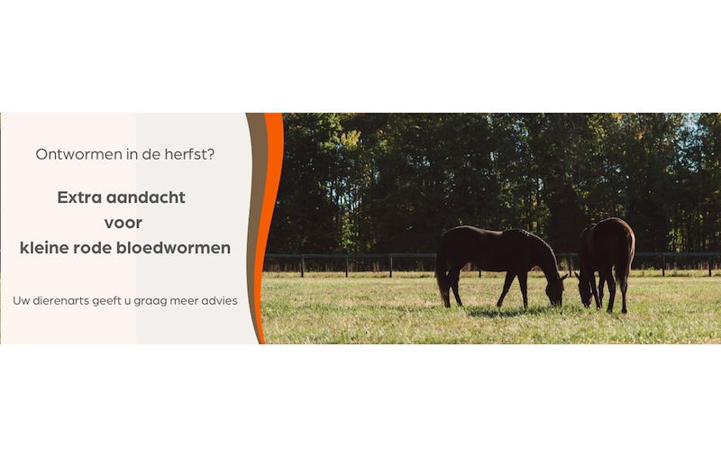 Bescherm uw paard tegen rode bloedwormen