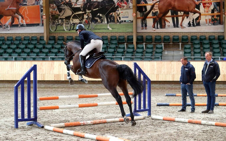 Four jumper stallions leave performance test