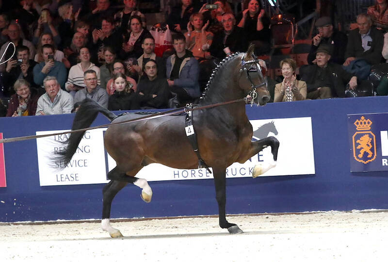 Harness horse evening to honor the Dutch harness horse