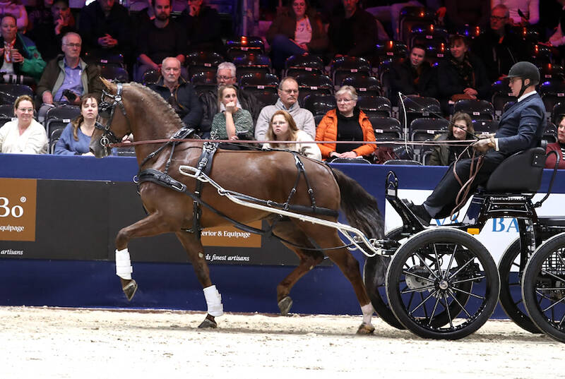 Raffael K and Royal King present themselves as the new generation of Gelder stallions