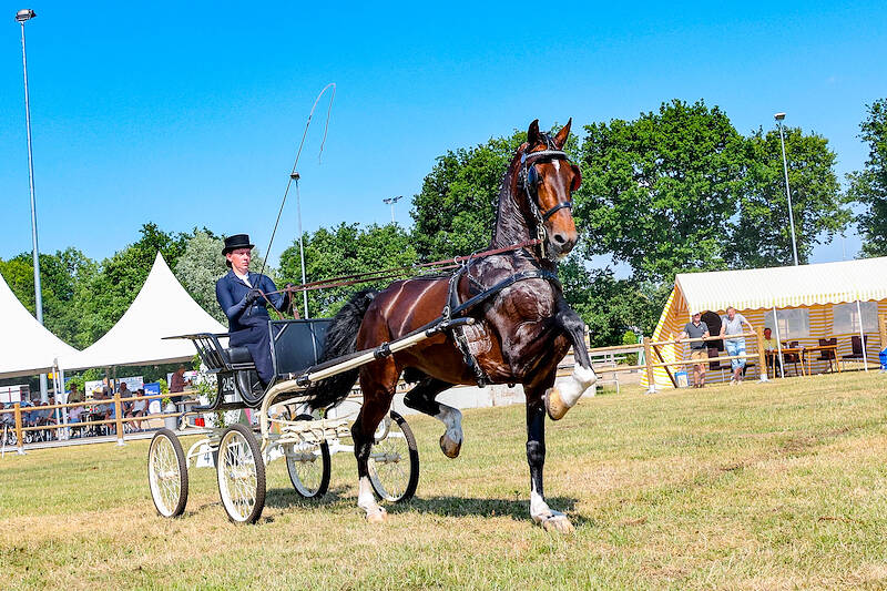 KWPN Magazine | De tuigpaardenjeugd heeft de toekomst
