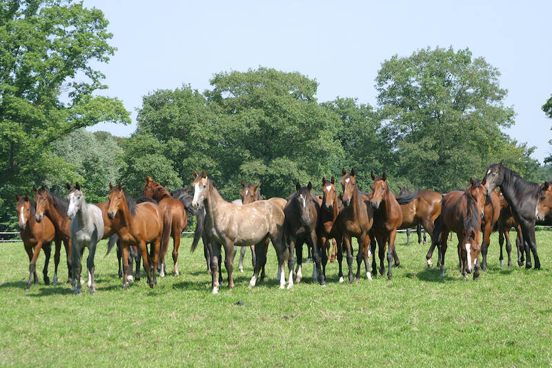 Tweede Kamer stemt tegen aanpassingswet: juridische ongelijkheid bij verkoop van paarden blijft