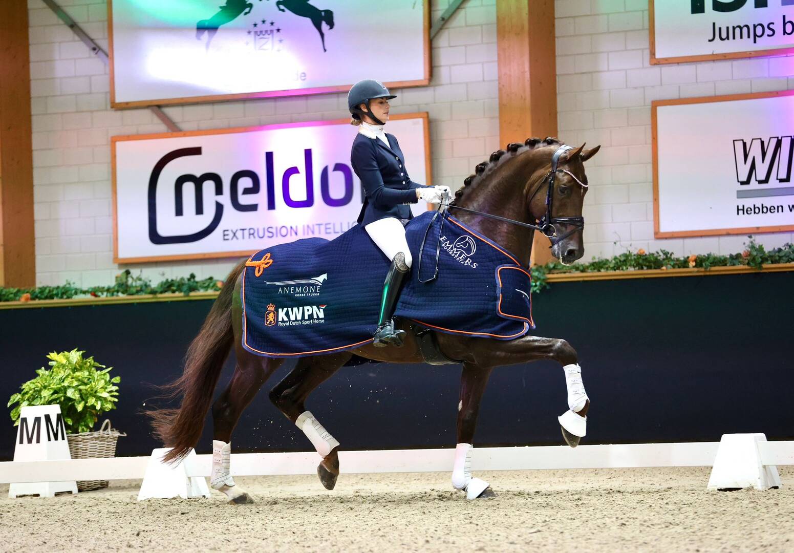 Stallion Competition Kronenberg: Red Viper leads strong group of six-year-olds