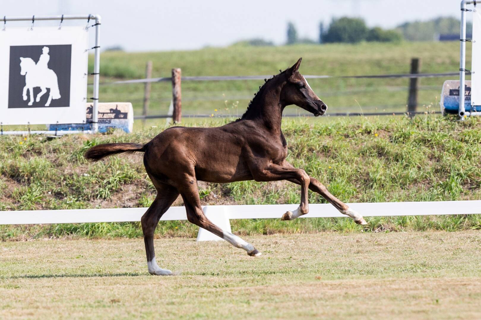 Derde editie “The Foal Edition 2025” online