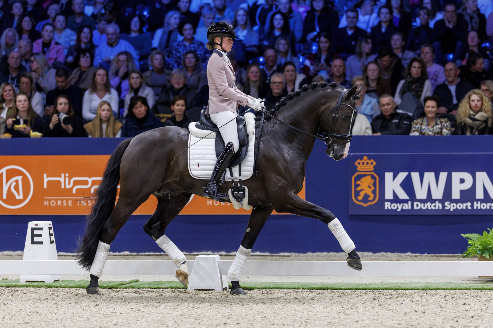 Extreme U.S. Leads the Field at First Round Viewing of Dressage Stallions