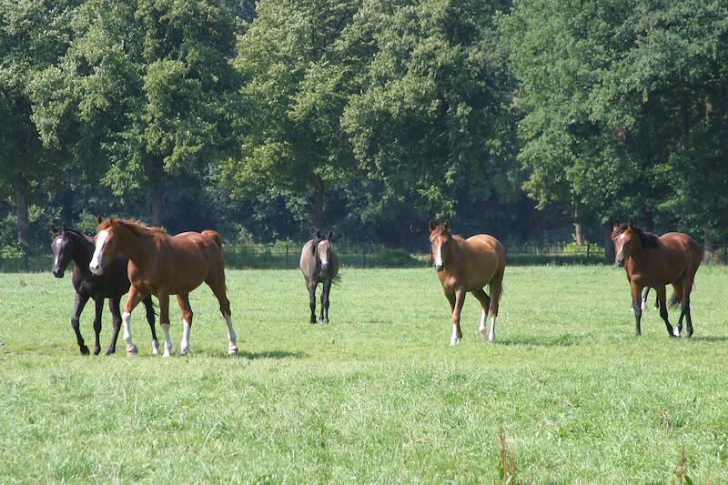 Steun het Hippisch Sectorfonds bij aanschaf van uw tickets voor de KWPN Stallion Show