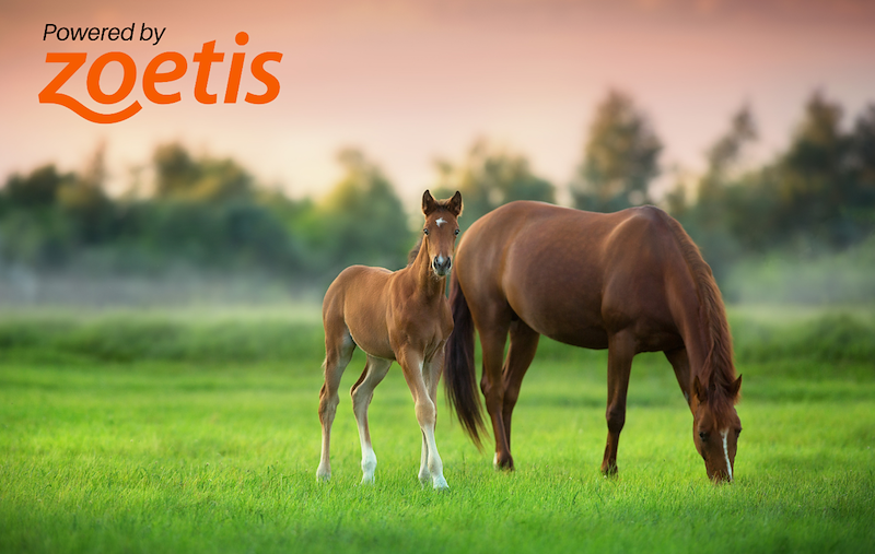 Bezoek het symposium over fertiliteit tijdens KWPN Stallion Show