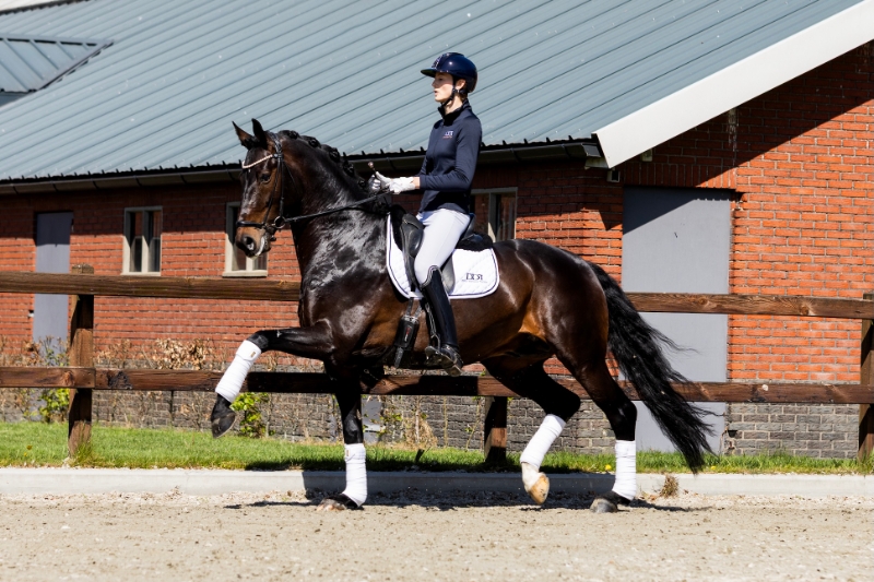 Young horses, Small Tour horse and breeding mares in second edition Dutch Dressage Traders