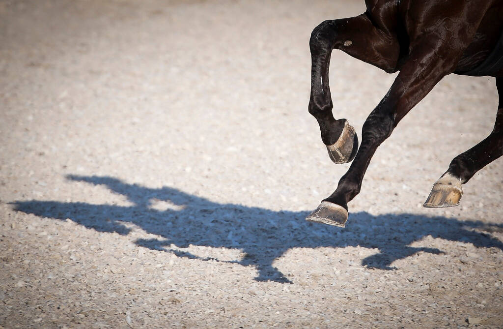 <p>Vind paarden en bekijk hun afstamming</p>