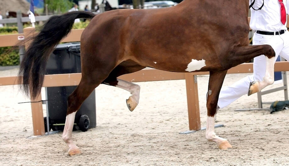Schrijf je in voor de IBOP tuigpaarden in Ermelo