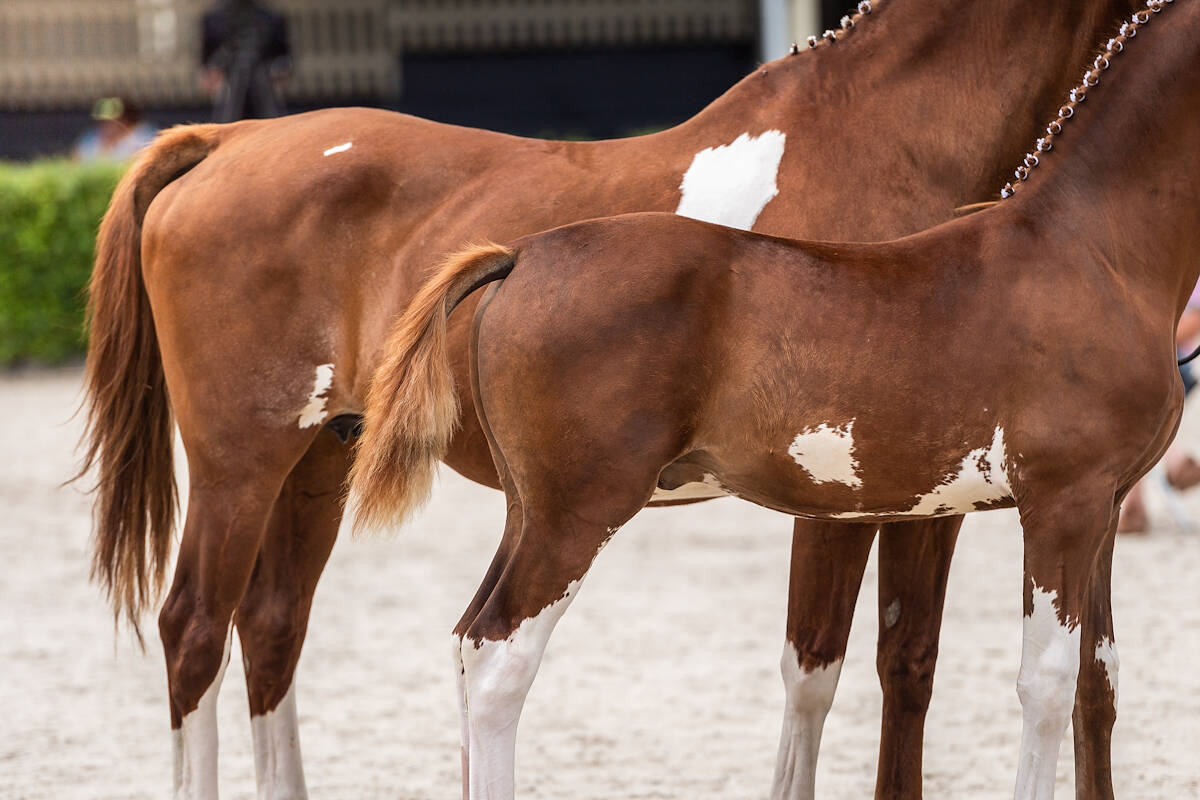 Het nieuwe keuringssysteem voor tuigpaarden uitgelegd