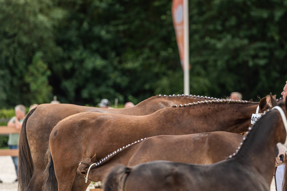 Bezoek de Nationale Veulenkeuring voor tuigpaarden
