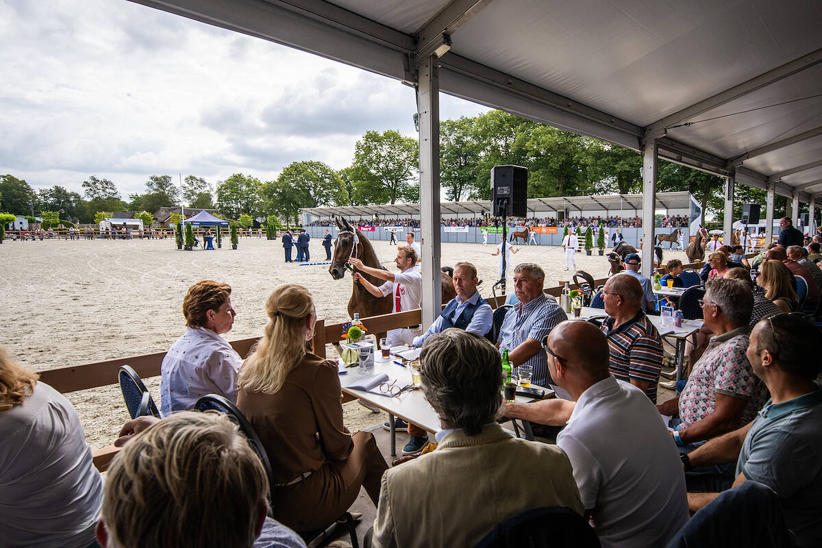 Publieksprijs bij de Hengstenkeuring Tuigpaard in IJsselmuiden