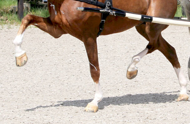 All five harness stallions continue performance test