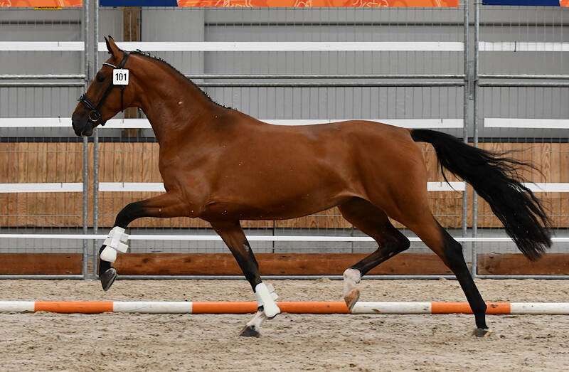 SK Gelders paard: Hoogste punten voor Selena VB