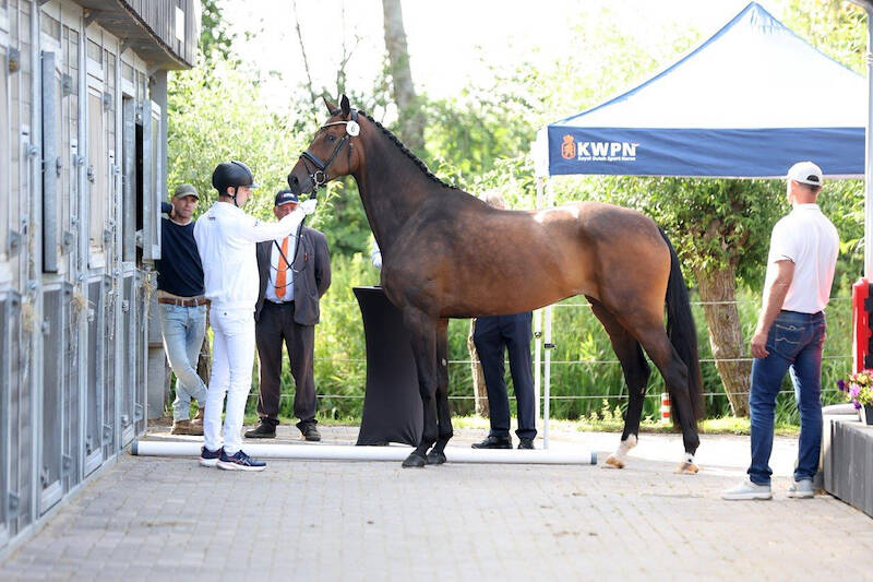 SK Zuid-Holland: Showgirl (v.Next Level) als dagtopper in kwaliteitsvolle keuring