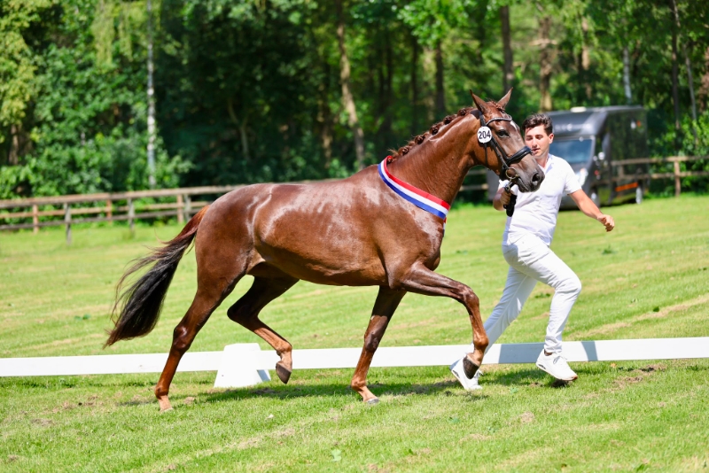 Beste dressuurmerrie JongKWPN True Love Turfhorst